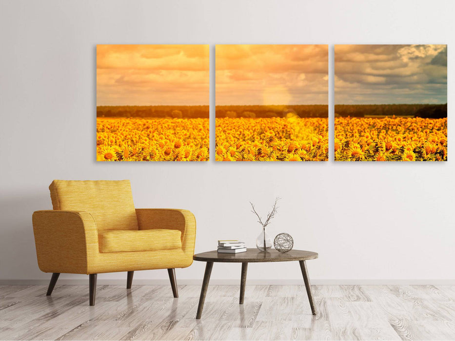 Panorama Leinwandbild 3-teilig Goldenes Licht für Sonnenblumen