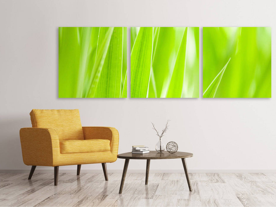 Panorama canvas picture 3 pieces grass XXL