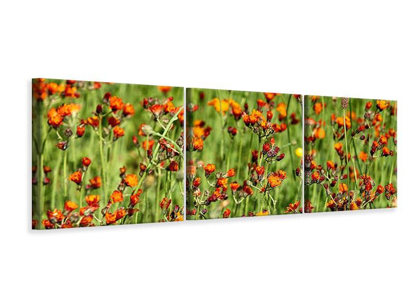 Tableau sur toile panoramique en 3 parties herbes de faucon