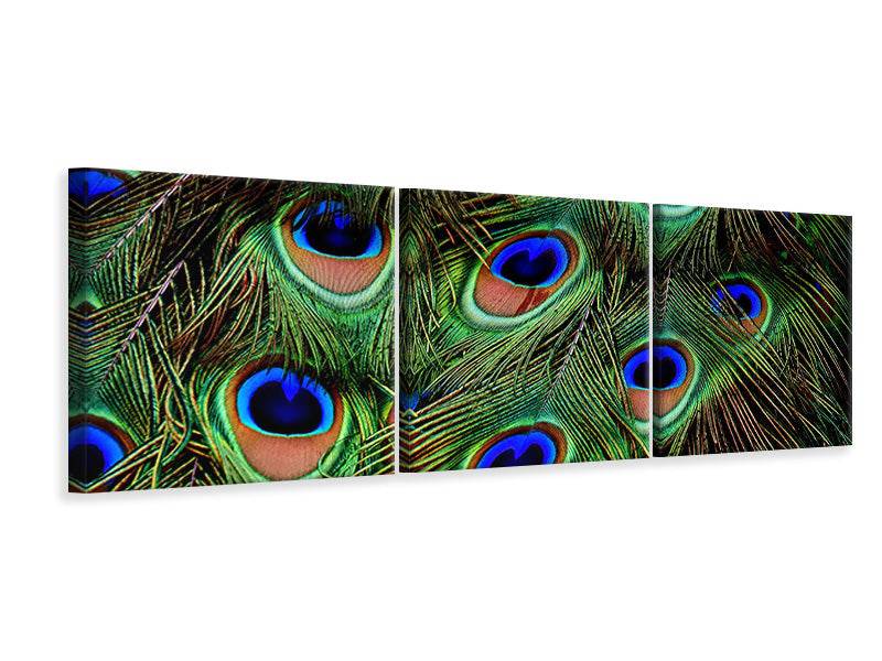 Panorama 3-piece canvas picture peacock feathers XXL