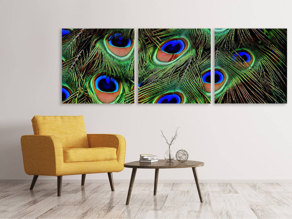 Panorama 3-piece canvas picture peacock feathers XXL