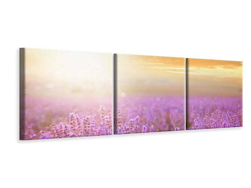 Panoramic 3-piece canvas picture Sunset at the lavender field