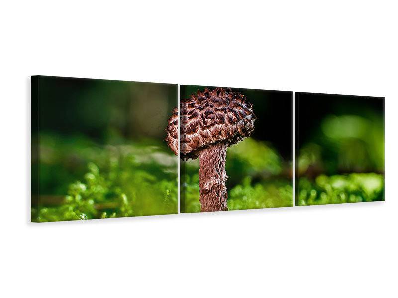 Tableau sur toile panoramique en 3 parties Strobilomyces Strobilaceus