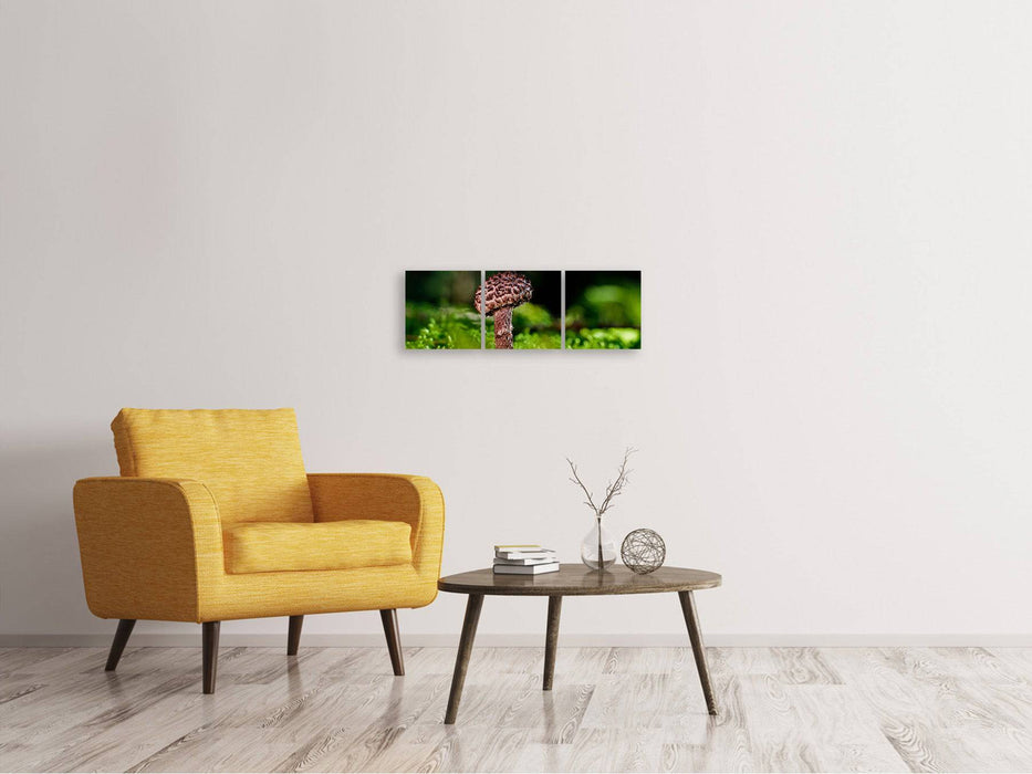 Tableau sur toile panoramique en 3 parties Strobilomyces Strobilaceus