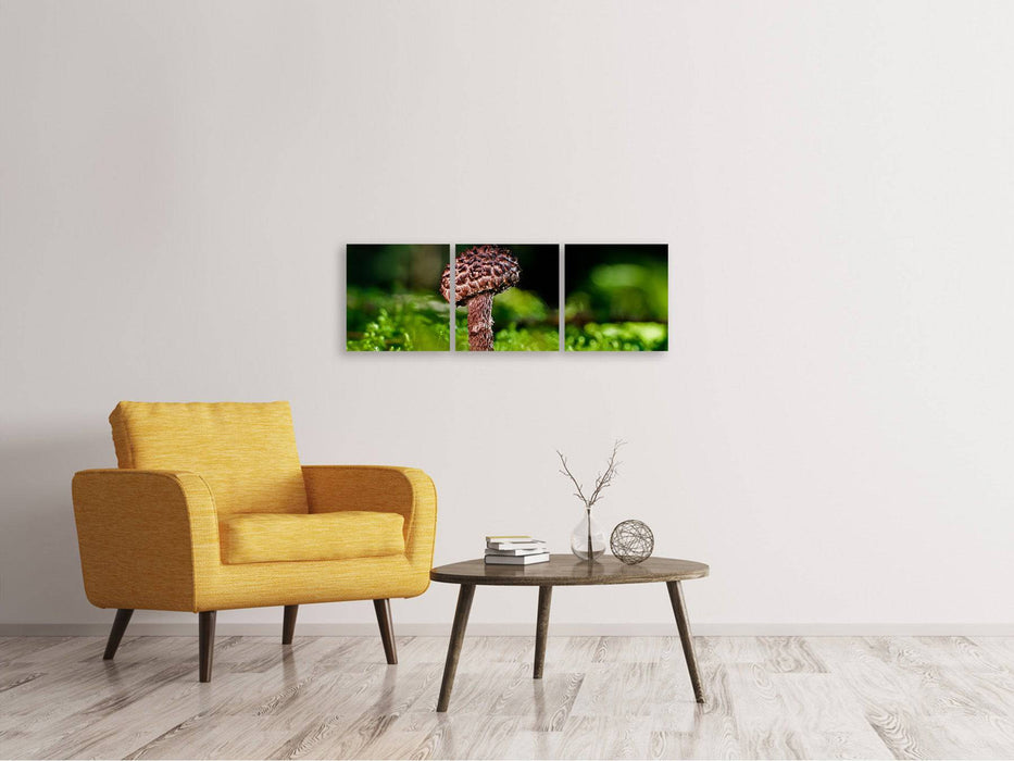 Tableau sur toile panoramique en 3 parties Strobilomyces Strobilaceus