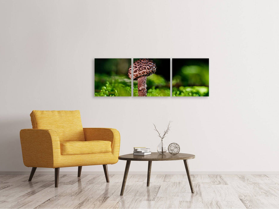 Tableau sur toile panoramique en 3 parties Strobilomyces Strobilaceus