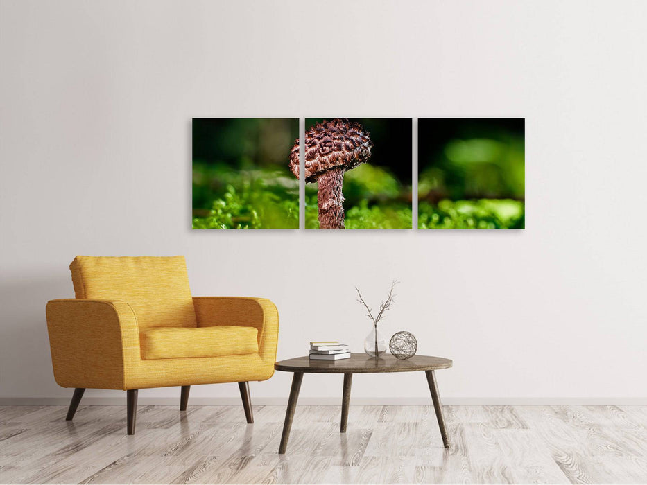 Tableau sur toile panoramique en 3 parties Strobilomyces Strobilaceus