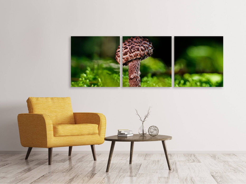 Tableau sur toile panoramique en 3 parties Strobilomyces Strobilaceus