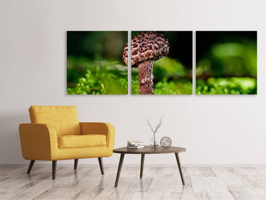 Tableau sur toile panoramique en 3 parties Strobilomyces Strobilaceus