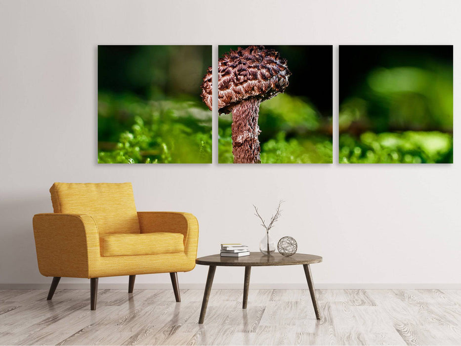 Tableau sur toile panoramique en 3 parties Strobilomyces Strobilaceus