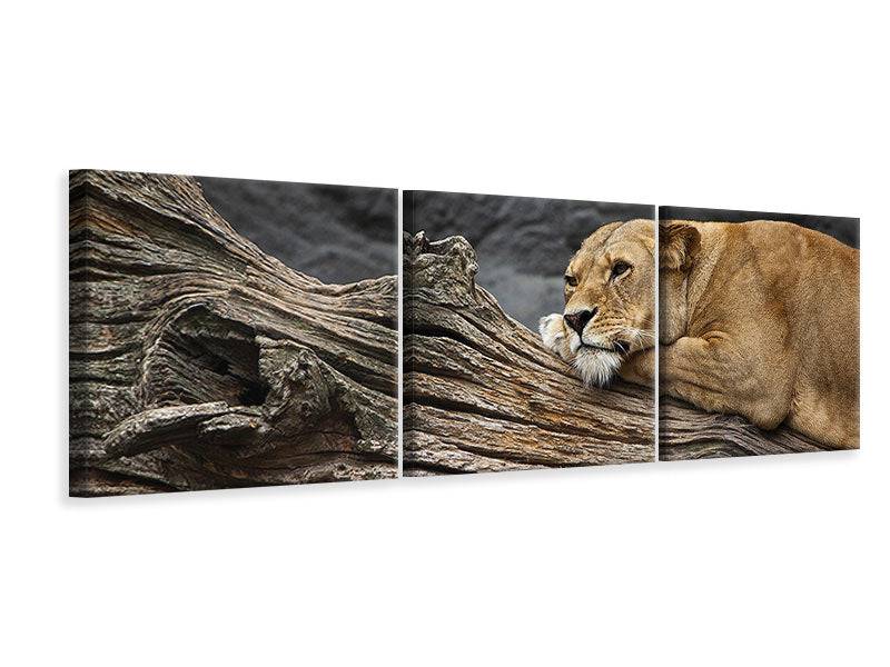 Panoramic 3-piece canvas picture Dreaming lioness