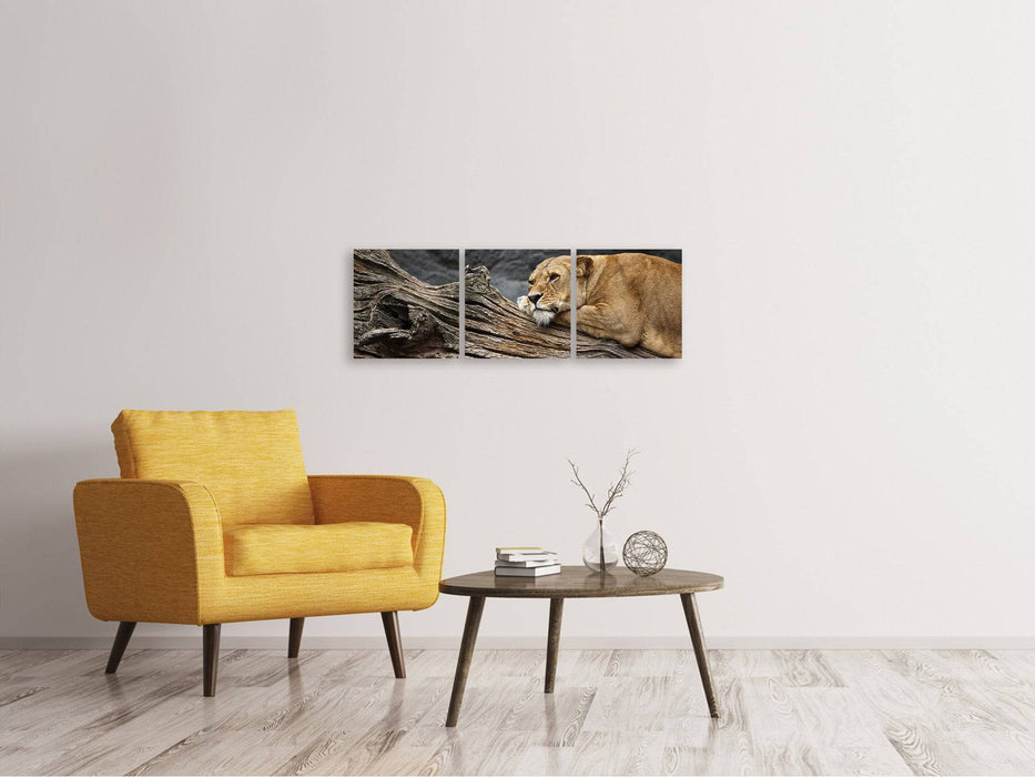 Panoramic 3-piece canvas picture Dreaming lioness