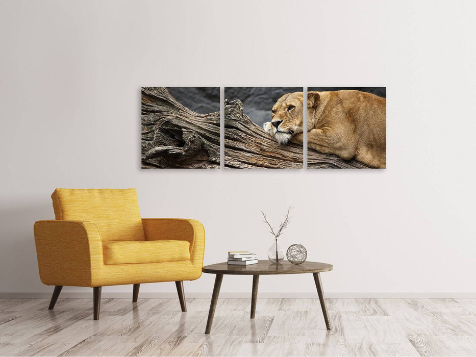 Panoramic 3-piece canvas picture Dreaming lioness