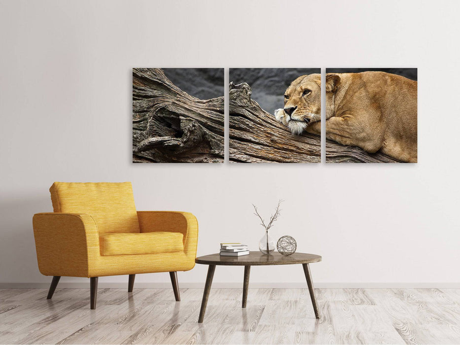 Panoramic 3-piece canvas picture Dreaming lioness