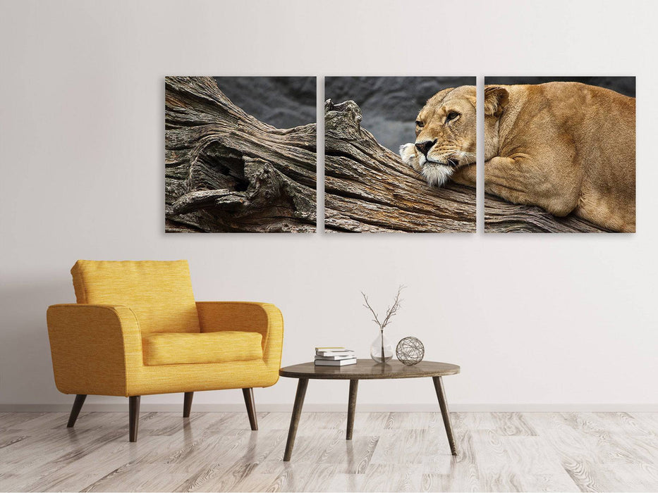 Panoramic 3-piece canvas picture Dreaming lioness