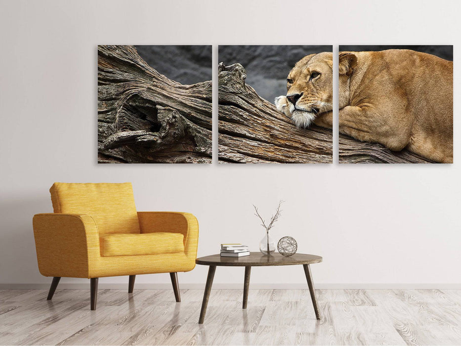 Panoramic 3-piece canvas picture Dreaming lioness