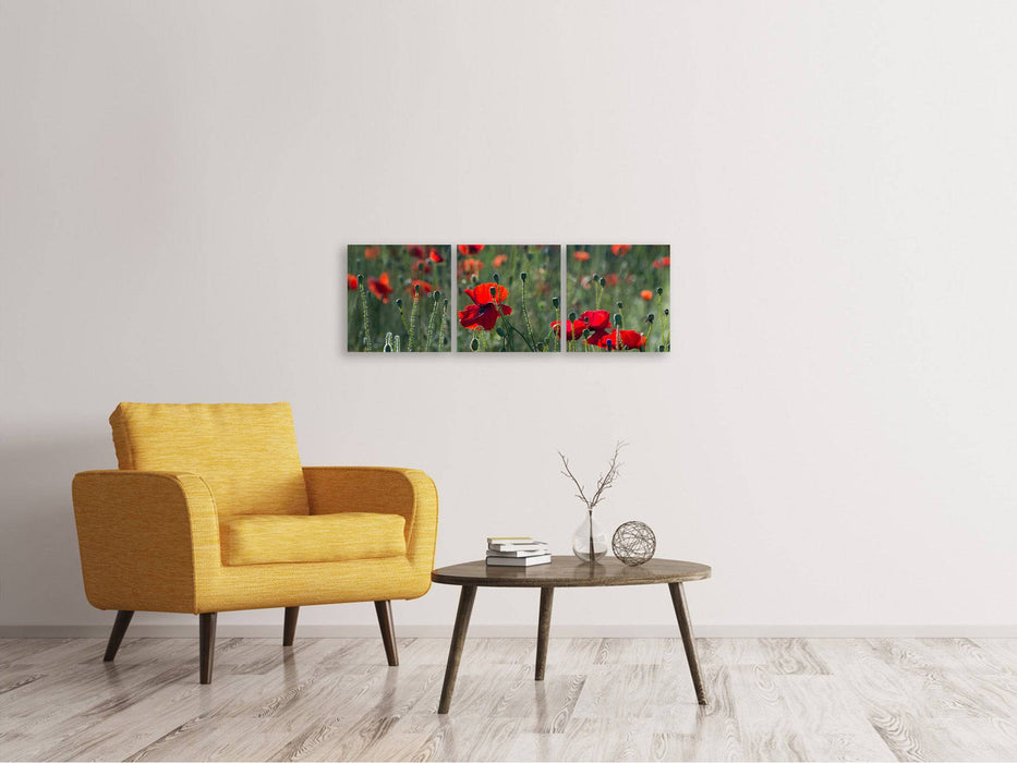 Panorama Leinwandbild 3-teilig Wilder Mohn