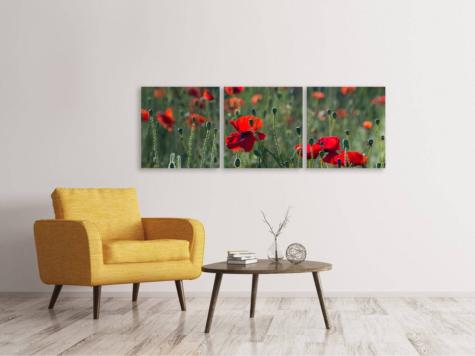 Panorama Leinwandbild 3-teilig Wilder Mohn