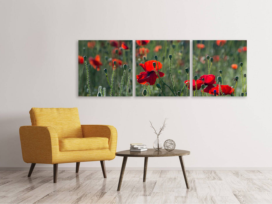 Panorama Leinwandbild 3-teilig Wilder Mohn