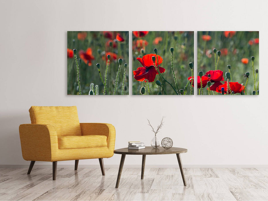 Panorama Leinwandbild 3-teilig Wilder Mohn