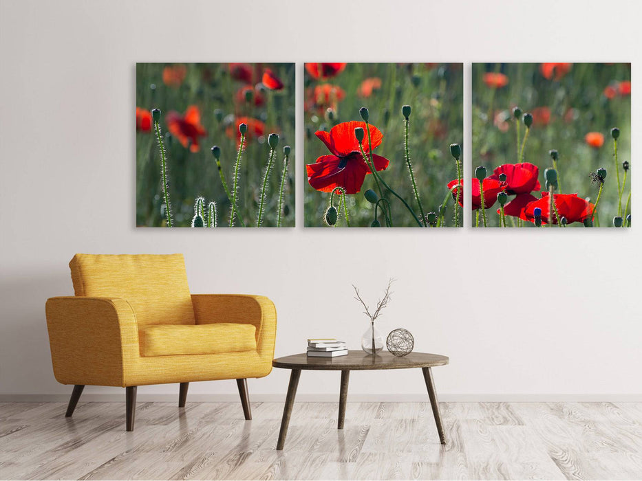 Panorama Leinwandbild 3-teilig Wilder Mohn