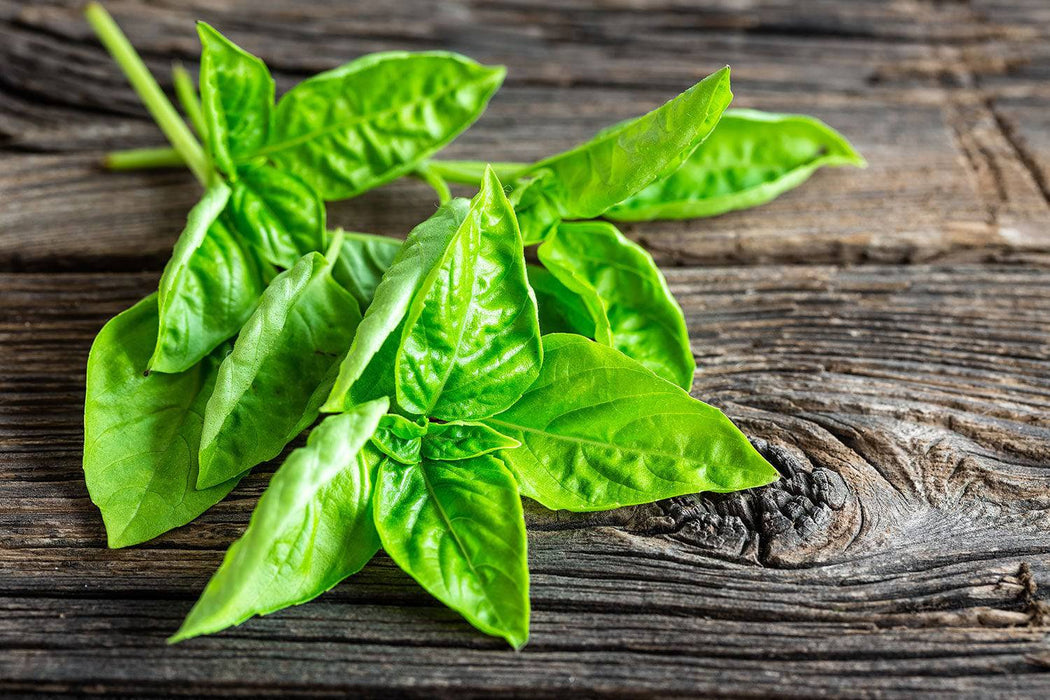 Wall Mural Basil leaves