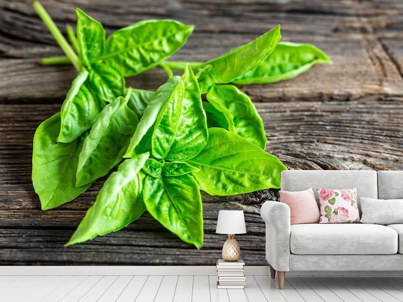 Wall Mural Basil leaves