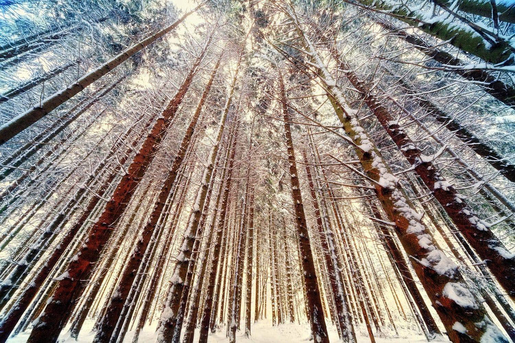 Fototapete Bäume im Schnee - Tag2 by Suzenna