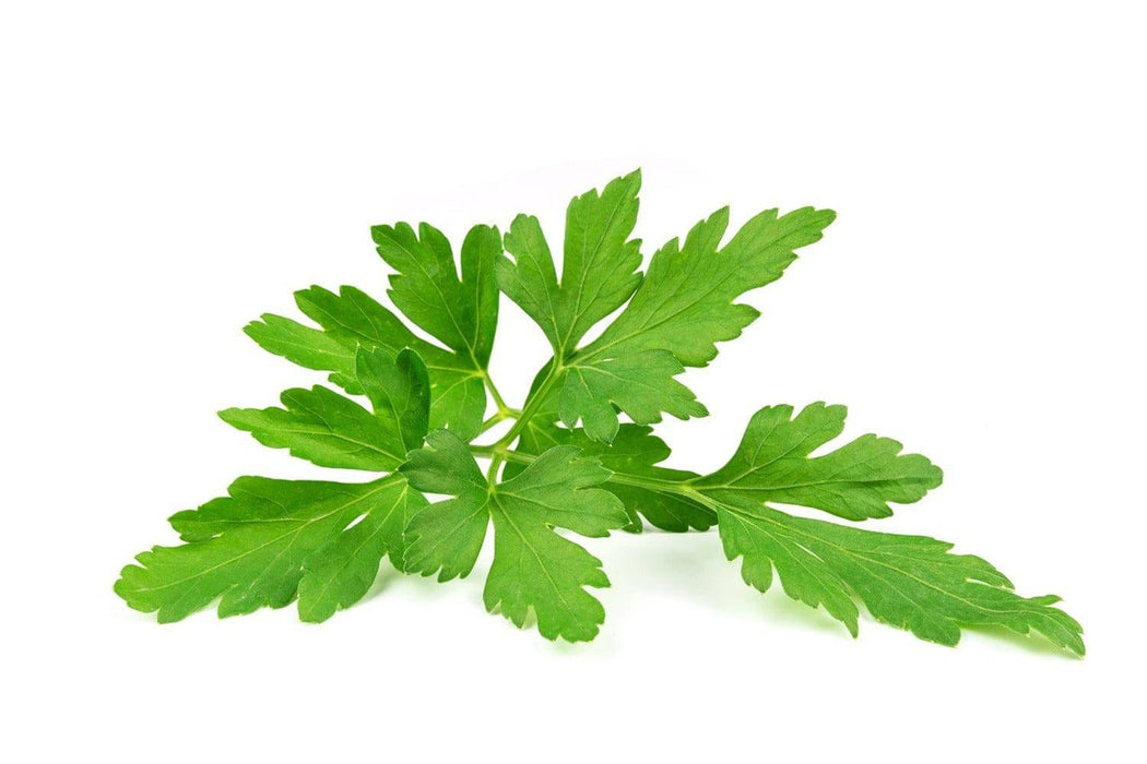 Wall Mural Leaves of parsley