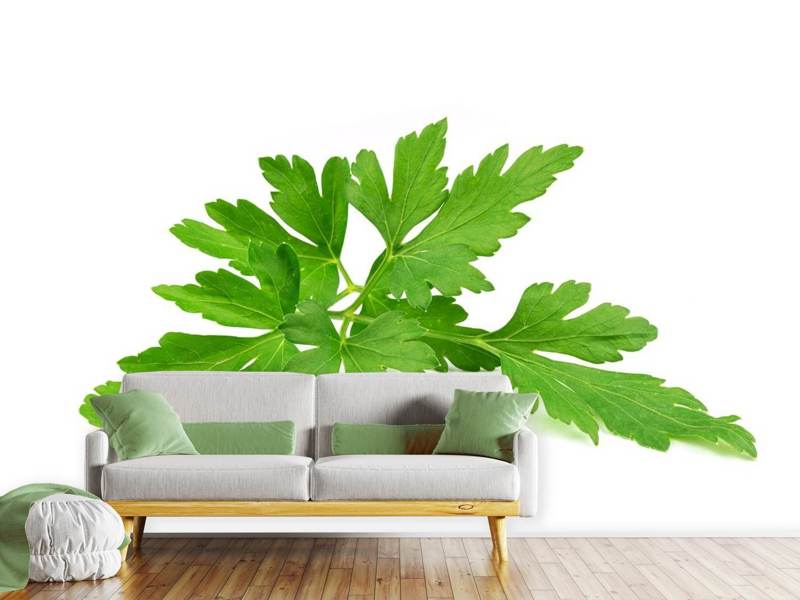 Wall Mural Leaves of parsley