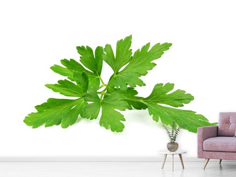 Wall Mural Leaves of parsley