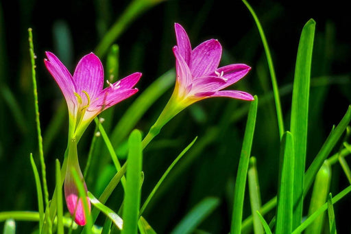 Fototapete Blüten in der Natur - Tag2 by Suzenna