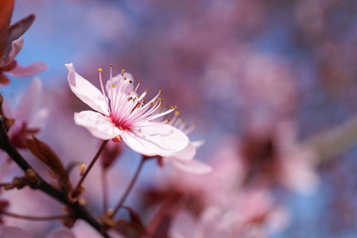 Fototapete Close up Kirschblüte - Tag2 by Suzenna