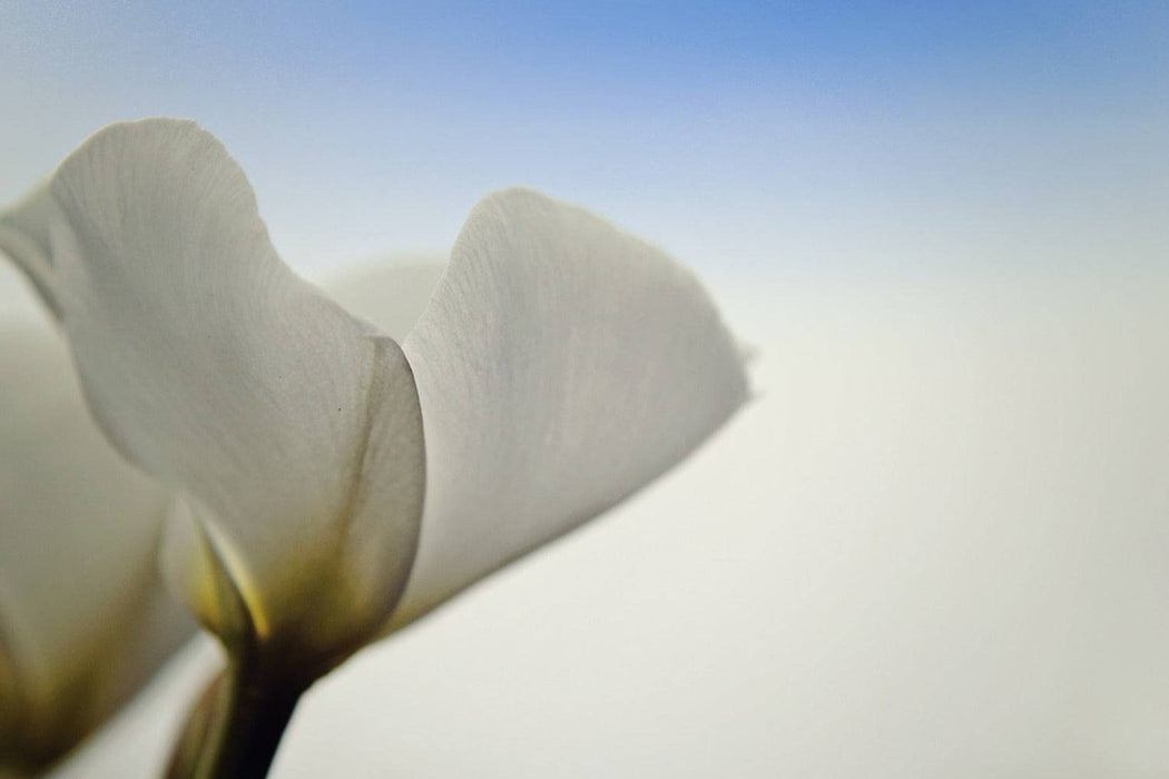 Wall Mural The leaf of a lily flower