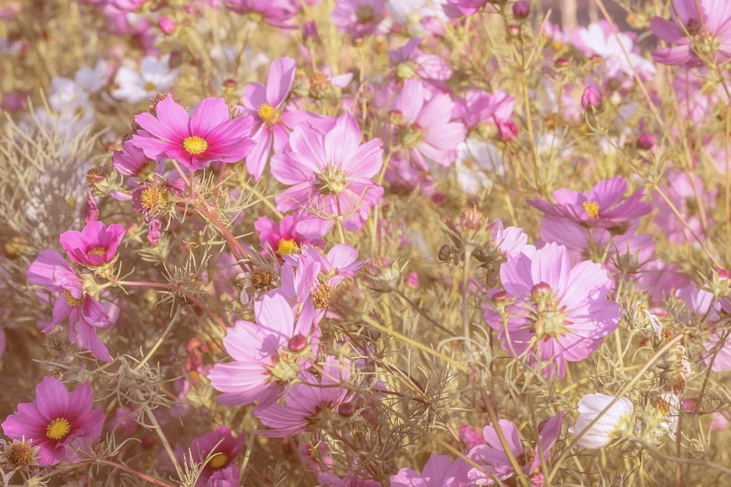 Fototapete Das Schmuckkörbchen Cosmea - Tag2 by Suzenna