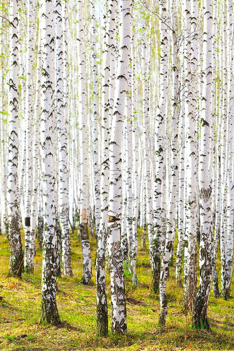 Fototapete Der Birkenwald im Frühling - Tag2 by Suzenna