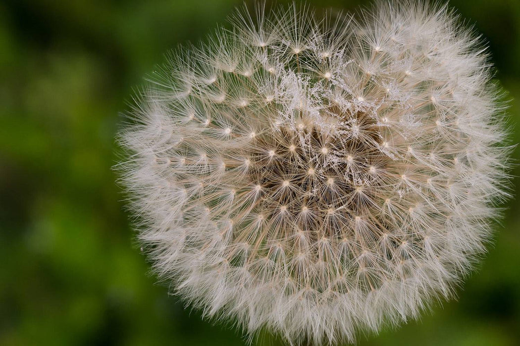 Fototapete Der Löwenzahn in der Natur - Tag2 by Suzenna