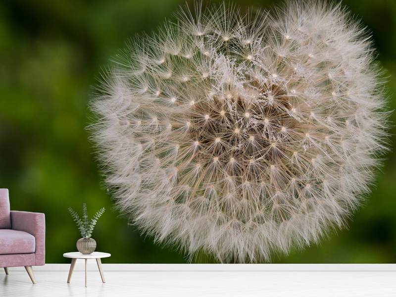 Fototapete Der Löwenzahn in der Natur - Tag2 by Suzenna