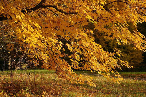 Fototapete Der prächtige Herbstbaum - Tag2 by Suzenna