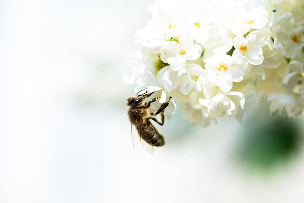 Fototapete Die Hummel und die Blüte - Tag2 by Suzenna