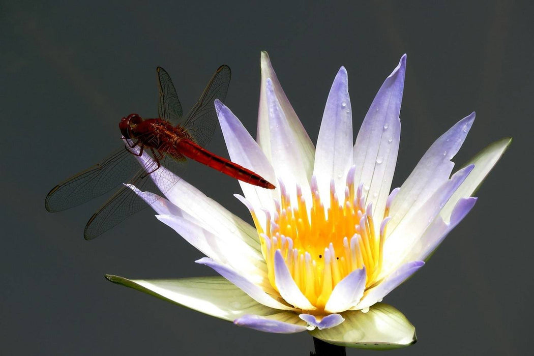 Papier peint La libellule sur la fleur