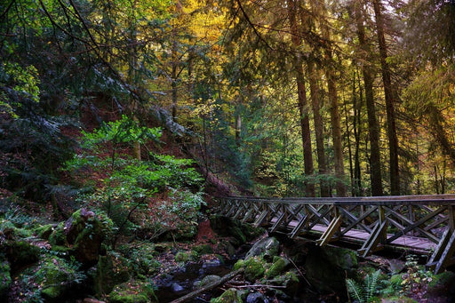 Fototapete Die Wald Brücke - Tag2 by Suzenna