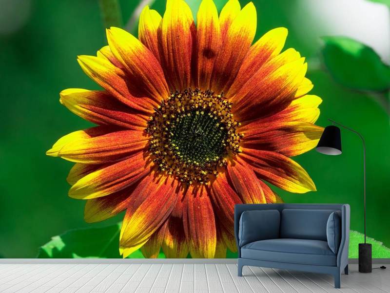 Photo wallpaper Colorful sunflower