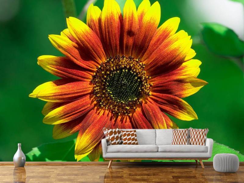 Photo wallpaper Colorful sunflower