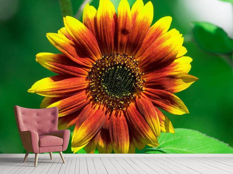 Photo wallpaper Colorful sunflower