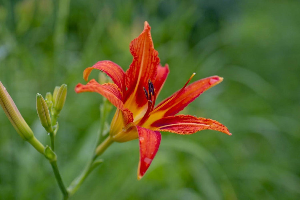 Fototapete Lilienblüte in der Natur - Tag2 by Suzenna