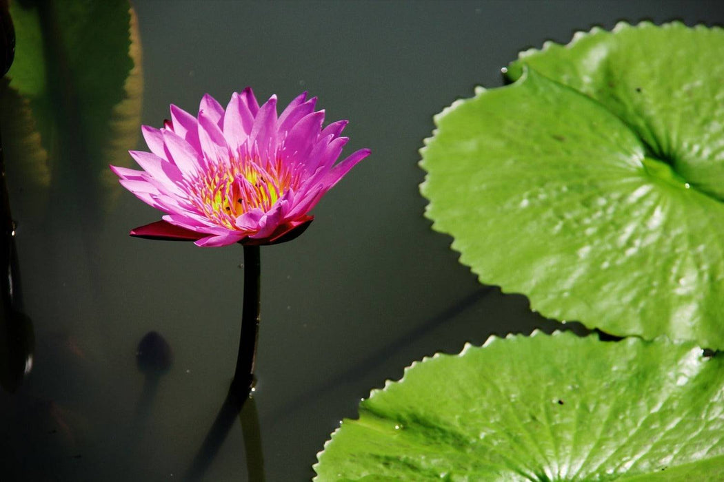 Photo wallpaper lotus blossom in pink