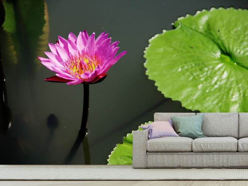 Photo wallpaper lotus blossom in pink