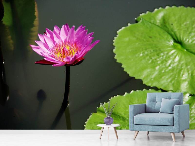 Photo wallpaper lotus blossom in pink