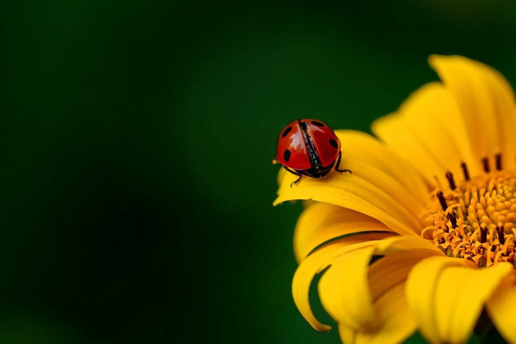 Wall Mural Ladybug on the sunflower